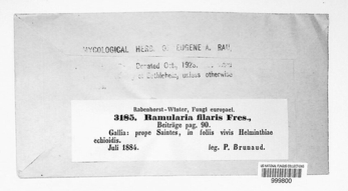 Ramularia filaris image
